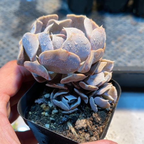 29多肉38包邮天鹅湖11