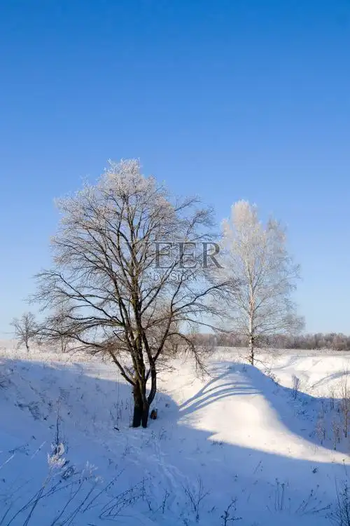 寒冷的树林冬季景观