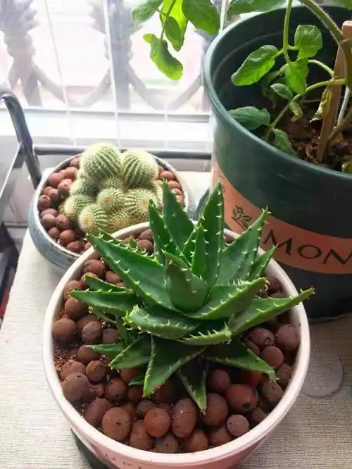 大家好,今天讲一下芦荟的养殖方法.