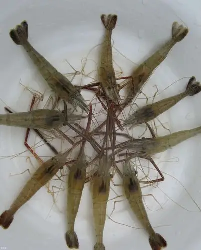 蚌埠市沁园港式奶茶