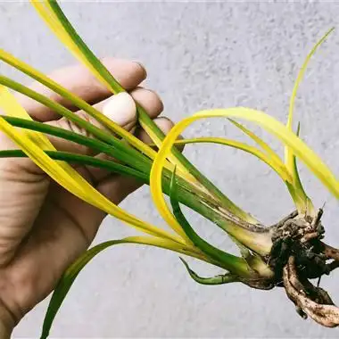 刚**的送春圆兜黄心草,芽子更漂亮, - 中国兰花交易网