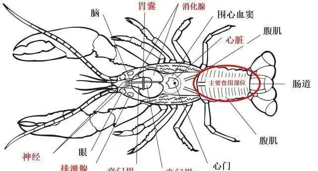 小龙虾的黄很香但有人却说太脏不能吃小龙虾的头能不能吃