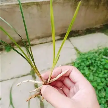 蕙兰原兜黄心草