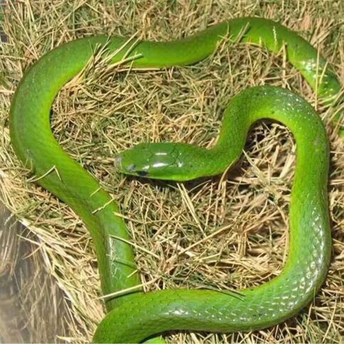 宠物蛇无毒活物爬宠翠青幼体蛇宠幼崽亚成小青真蛇蛇异宠 翠青