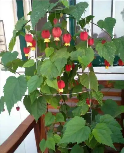 灯笼花在室内养好吗?花苞多红艳艳,垂到盆外,长成"瀑布"