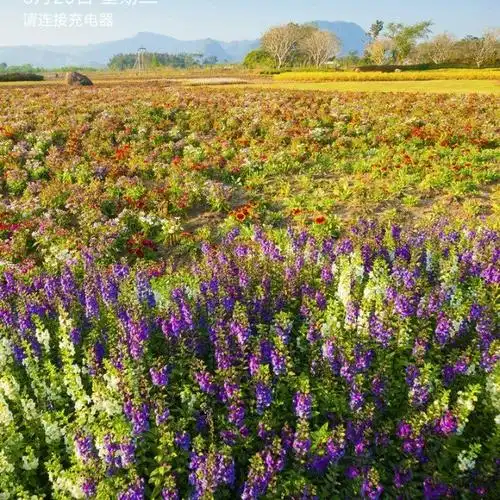 相聚耶稣的家(合唱版)