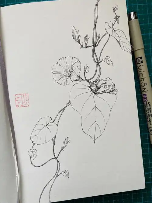 针管笔手绘 牵牛花