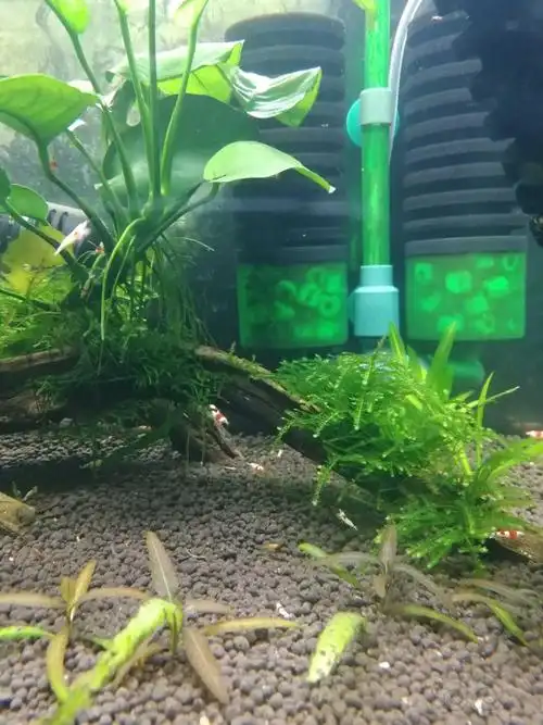 灯科鱼红绿灯产卵了