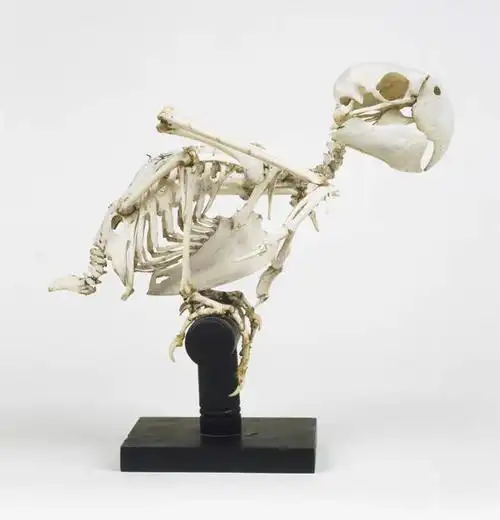 骨骼,无人,竖图,室内,白天,白色背景,侧面,鸟,鹦鹉,静物,一排,阴影