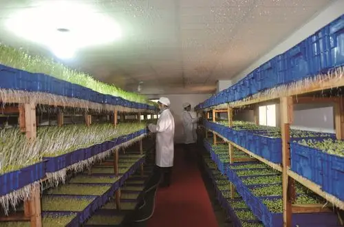 产品图片_杠家镇芽苗菜设备,杠家镇豆芽设备,杠家镇种菜设备_杠家镇