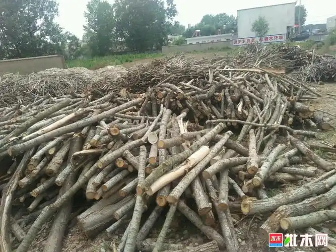 大量收购杨树原木及枝干