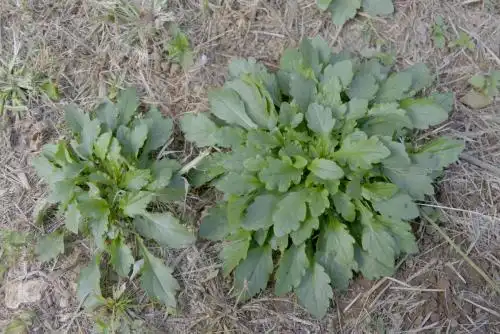 这就是马兰头的真面目啦,可不要看它长相如此其貌不扬,它的功效和作用
