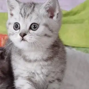 银渐层英国短毛猫/英短mao