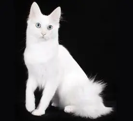 安哥拉猫的生活小习惯