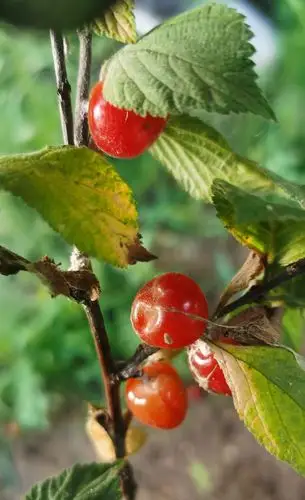 山樱桃-2--让胡路区 - 阿酷e-file