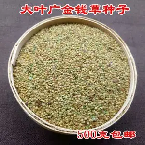 2020新货广金钱草种子 大叶金钱草广西金钱草种子中药材500克包邮