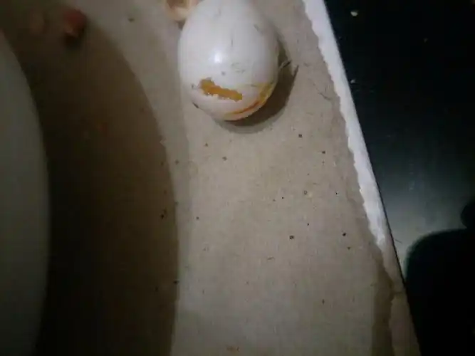 我家鹦鹉蛋破了一个口怎么办_百度知道