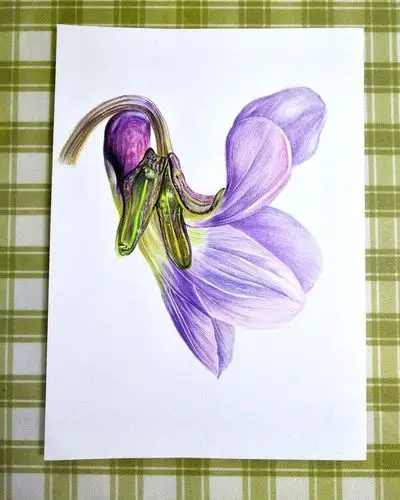 彩铅手绘花卉‖紫花地丁绘画过程分享