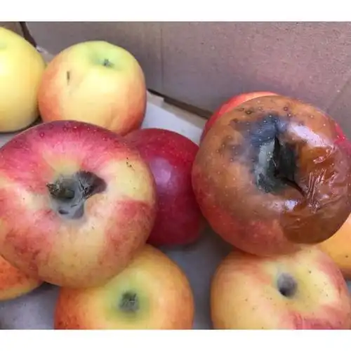 > 【新疆温宿】新疆阿克苏红旗坡红富士苹果6斤装新鲜水果产地直发