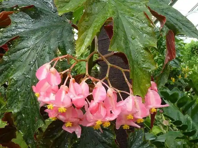 宁巴四翅秋海棠无性系1号