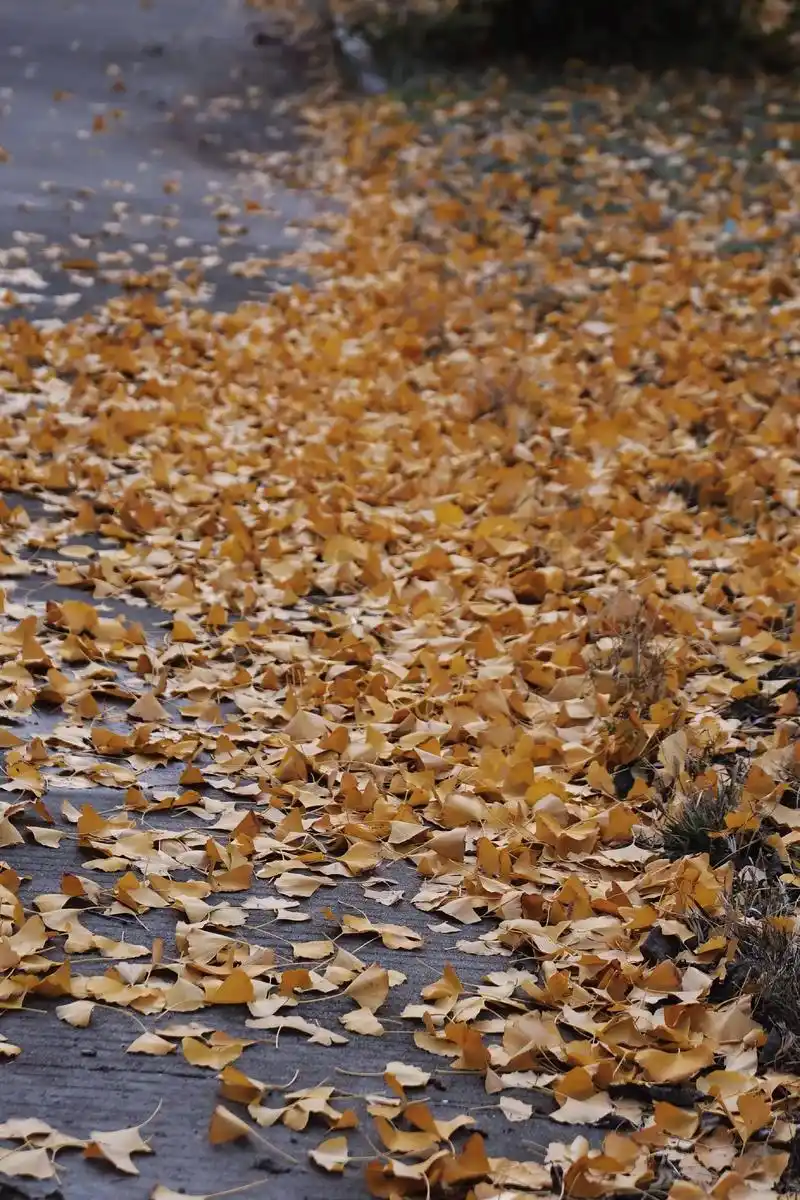 与秋天告别.#我的摄影日记 #落叶深秋  - 抖音