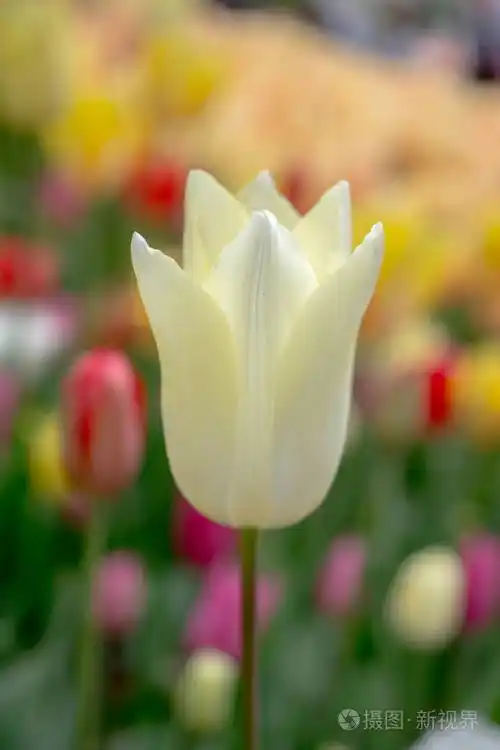 春天花园里盛开的五颜六色的郁金香花