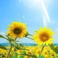 太阳头像图片大全 唯美搞笑太阳笑脸头像_微信头像图片大全