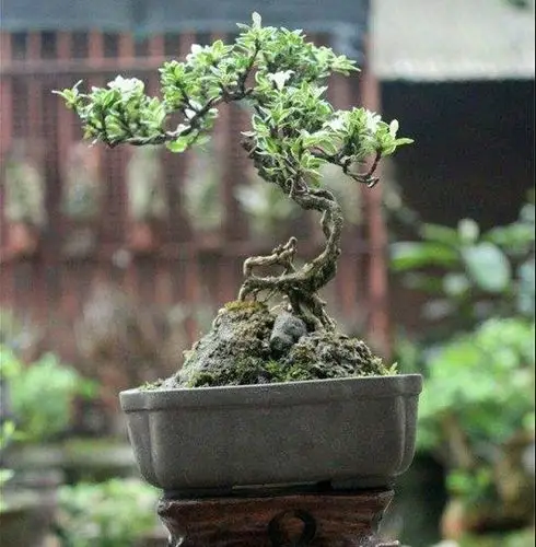 六月雪盆景造型(六月雪盆景造型设计)