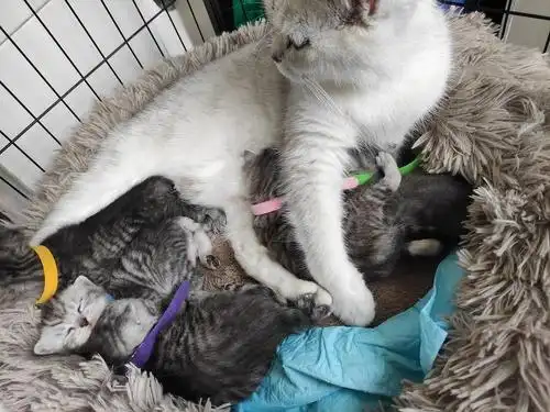 上海奉贤银渐层和黑猫的崽崽找家长