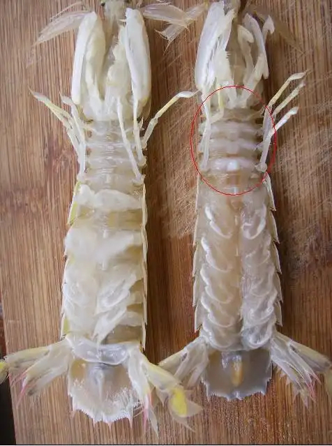 皮皮虾的挑选和快速剥壳的方法