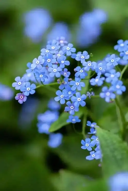 勿忘我迎风摇曳娇小美丽使我想起你花名册no00073