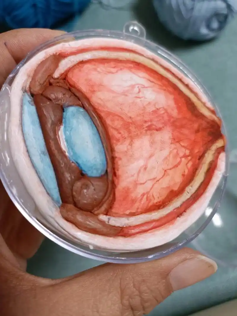 眼球模型 七年级下眼球模型制作,粘土填充,水彩上色