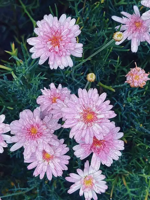 玛格丽特花木茼蒿