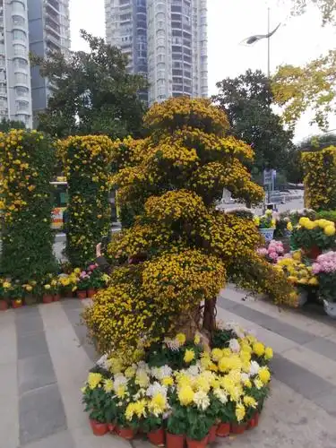 重庆第二十四届菊花艺术展中的菊花艺术造型掠影
