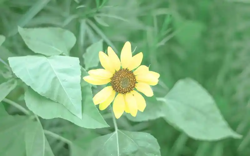 护眼的小清新背景,高清图片,电脑桌面-壁纸族