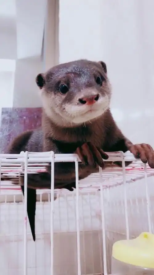 妈呀.这么可爱的平头哥