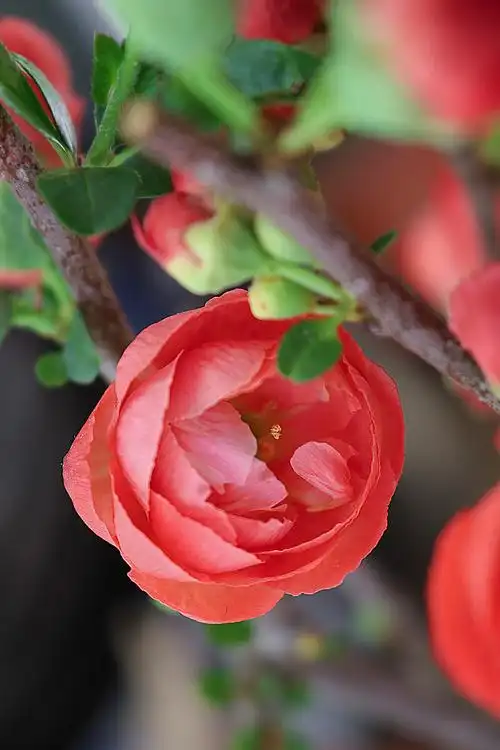 繁花似锦,只取一朵赏.已然千姿百态,娇媚动人. - 清雅2021 - 图虫