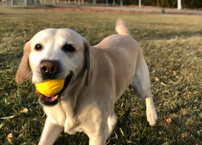 而易举能做到的毛发好打理拉布拉多的毛发短,特别好打理不需要做美容