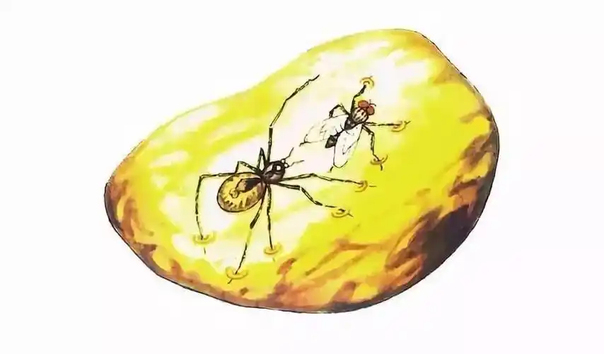 一大滴松脂从树上滴下来,刚好落在树干上,把苍蝇和蜘蛛一齐包在里头