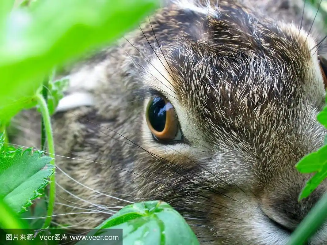 野兔,动物眼睛,大特写,自然,小兔子