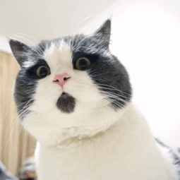 255_255gif 动态图 动图