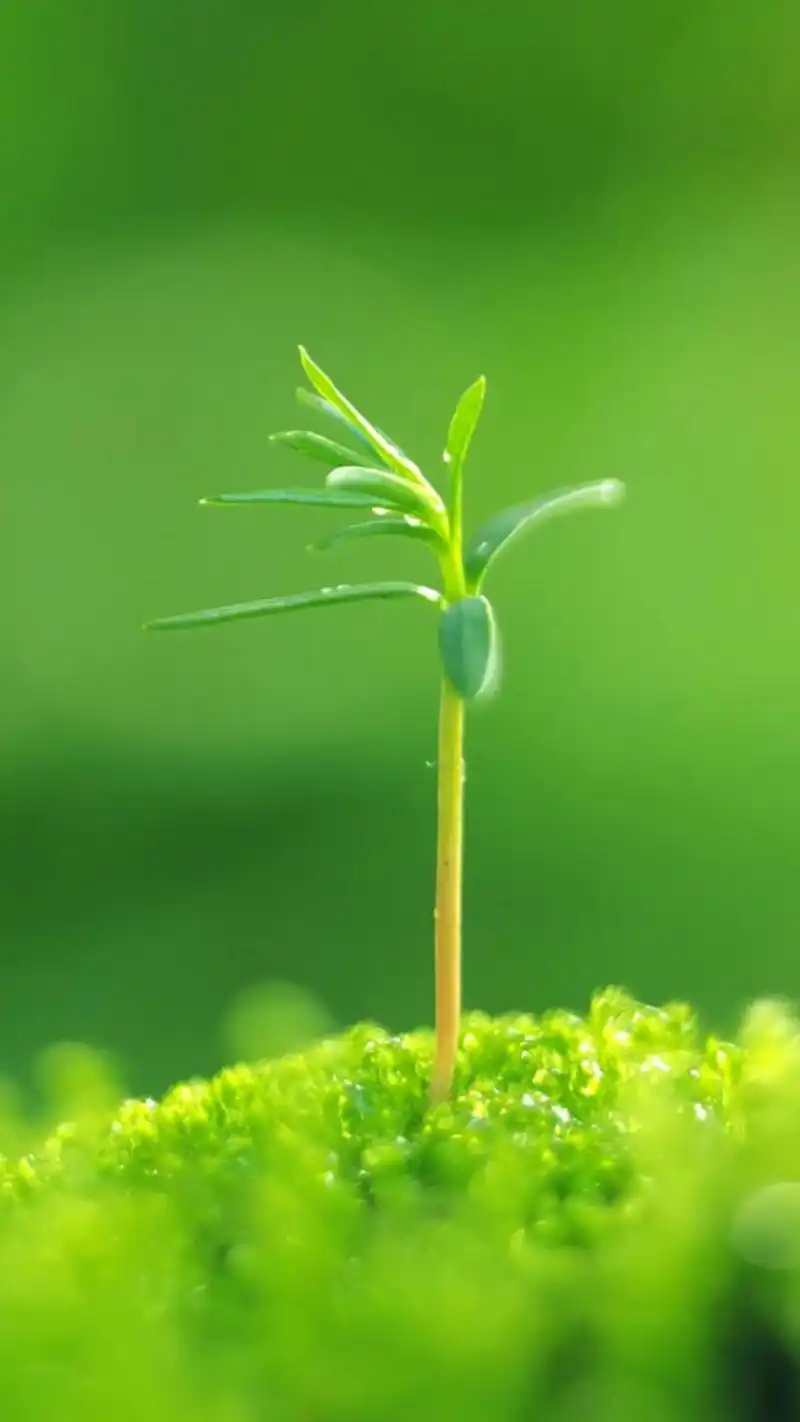 0.0聊天背景图片大全 是聊天背景也是手机壁纸