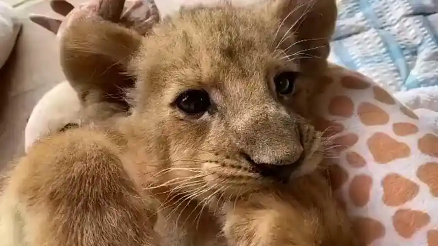 辛巴小时候真可爱