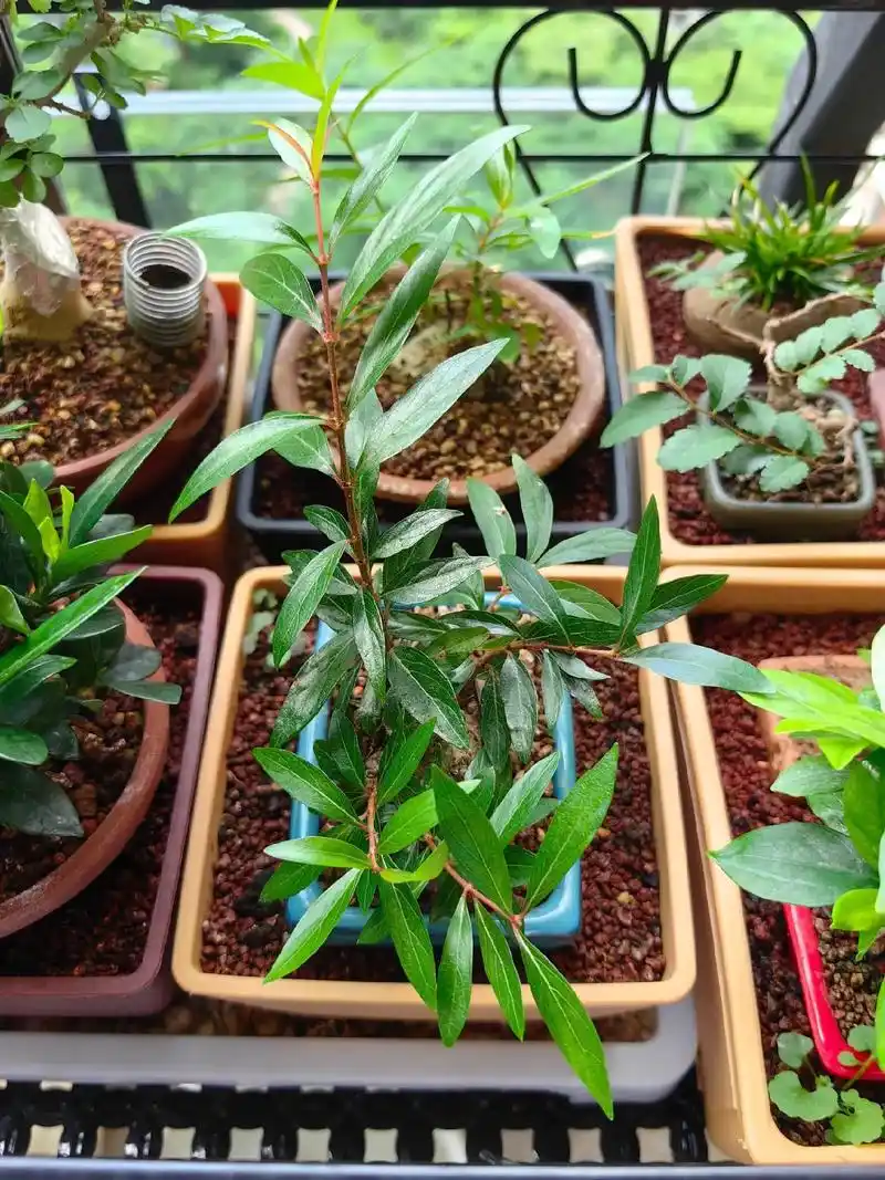 水杨梅啊,水杨梅,今天让我得知你的特性,难怪那么多人玩了一年就不玩