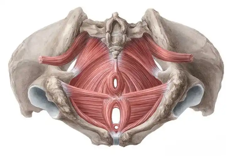 封闭骨盆出口,承载盆腔脏器并保持其正常位置,骨盆底肌肉像肌肉蹦床一