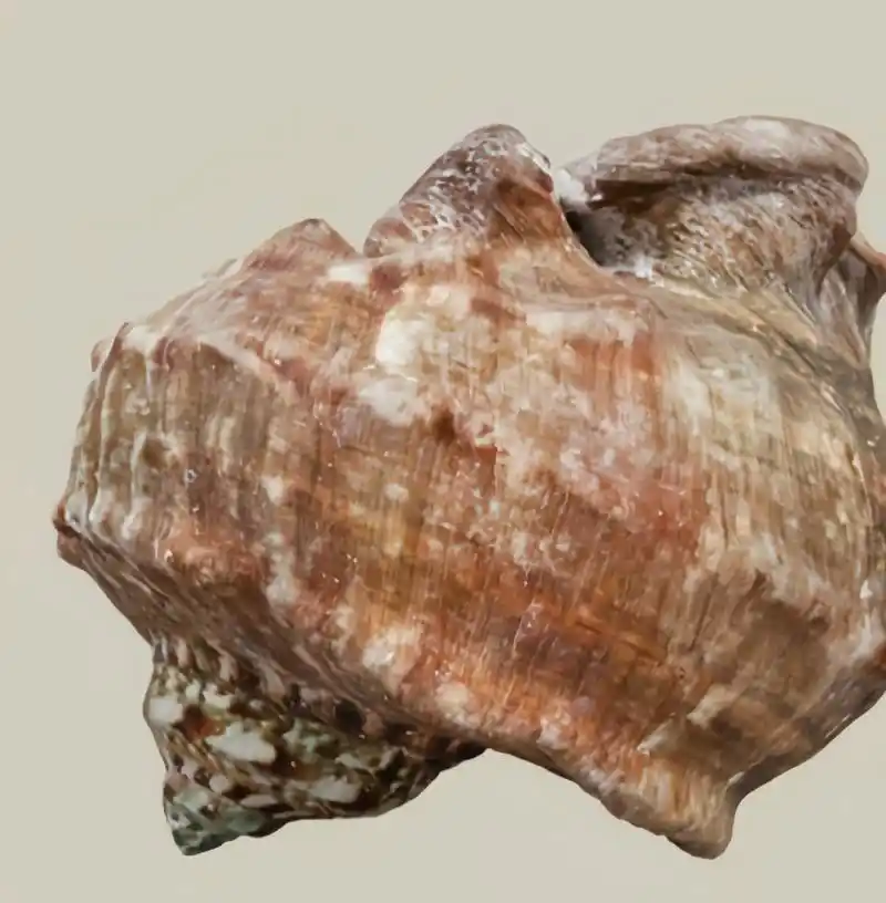 每天认识一种动物——夜光蝾螈 夜光蝾螺原产于印度洋至太平洋西岸的