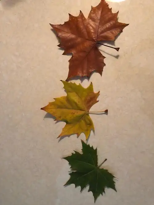 这是梧桐的树叶,由绿变黄再变枯的过程.