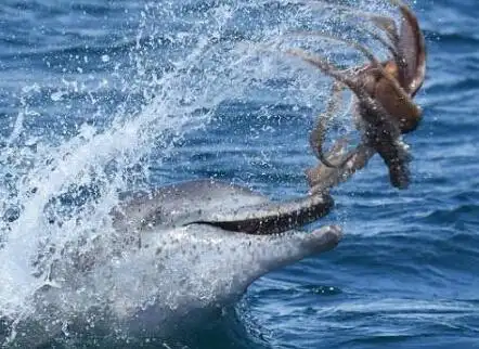 你知道海豚是咋吃章鱼的么?