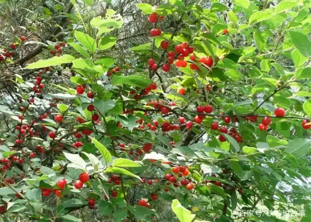 中国东北黑龙江,吉林,辽宁的山中遍地都有山樱桃,也叫毛樱桃.