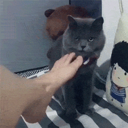 萌宠猫猫咪空白表情diy空白表情gif动图_动态图_表情包下载_soogif